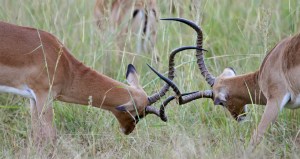 Male impalas fighting