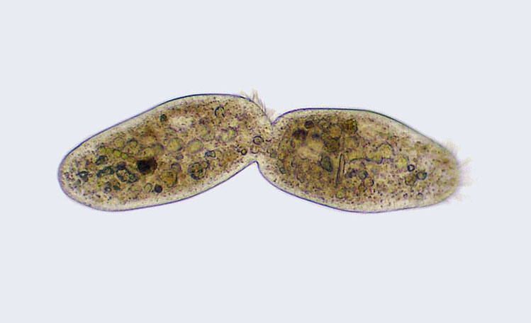 Asexual reproduction of&nbsp;firms